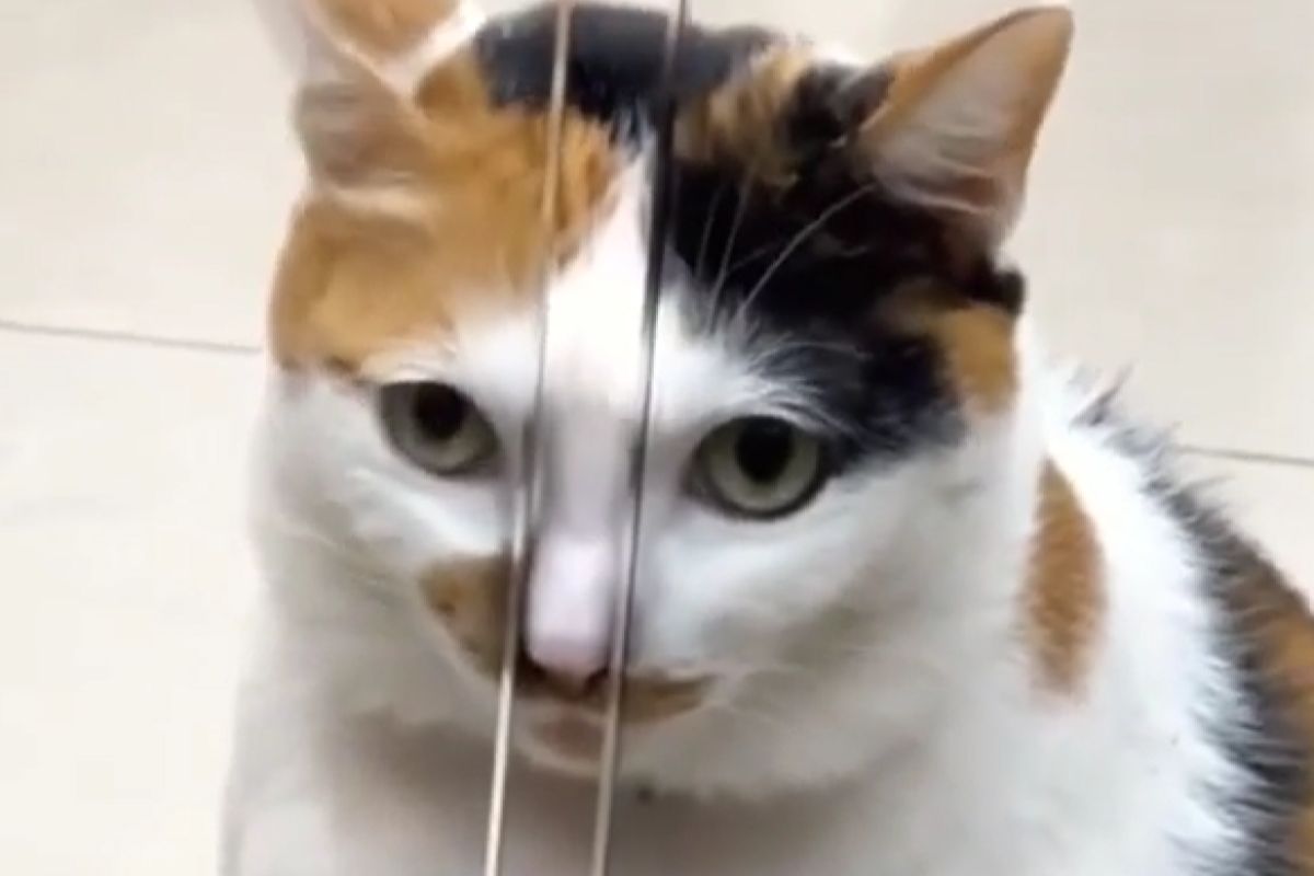 ▲貓鼻子慘卡自動門？表情無辜欠安慰，接下來牠1動作讓眾人笑了。（圖／Facebook：CAT ISLAND）