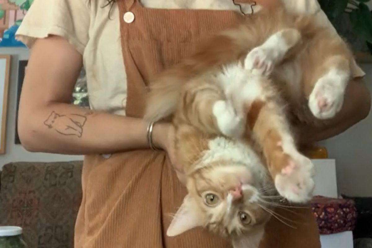 ▲橘貓傳說多，正妹首次飼養後掉下巴：「牠根本不正常」。（圖／TiKTok：mildwestsami） 