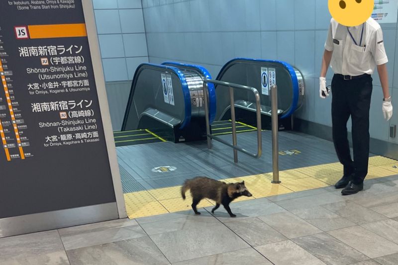 日本新宿「出現貉」趴趴走！電車人員忙阻攔：別去月台啊
