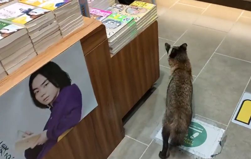 ▲正在書店逛街買書的貉（？）。（圖／Twitter：shingoringo）