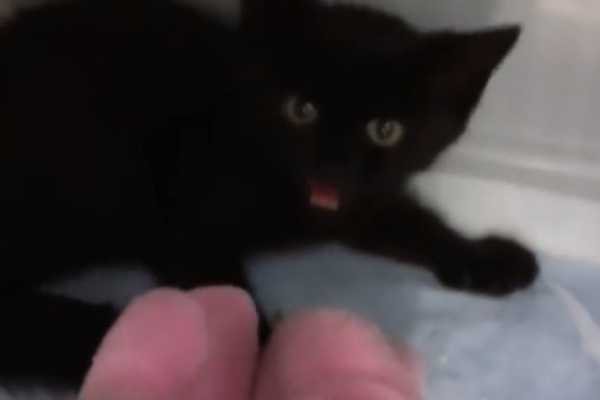 ▲小黑貓曾被烏鴉攻擊，見到救援者仍驚魂未定，氣噗噗不給靠近。（圖／Instagram：ryostory1124） 