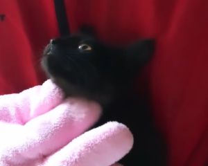 ▲該網友終於用愛溶化這隻小黑貓。（圖／Instagram：ryostory1124） 