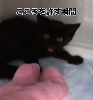 ▲黑貓：你想做什麼？不要靠近我！！（圖／Instagram：ryostory1124）