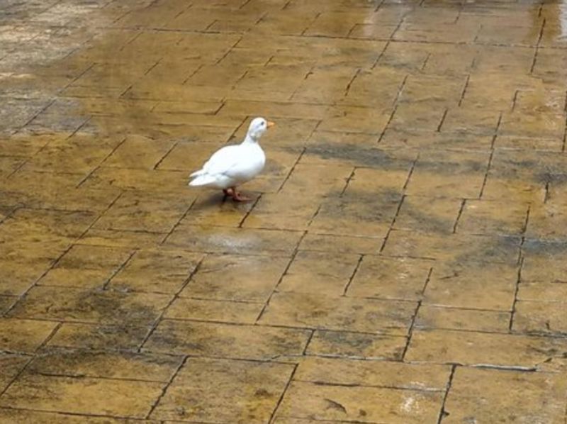 ▲有網友在颱風天目睹一隻鴨子在大街上亂晃。（圖／翻攝PTT）