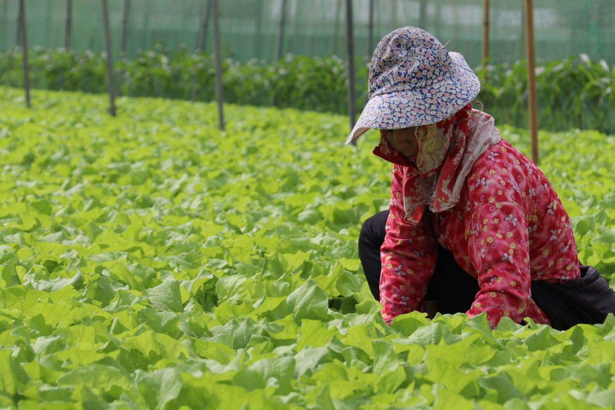 ▲軒嵐諾颱風將逐漸遠離，農委會表示，對蔬菜產區影響輕微，目前彰化、雲林及嘉義等中南部主要產區蔬菜仍可充裕供應市場。（圖／農委會提供）