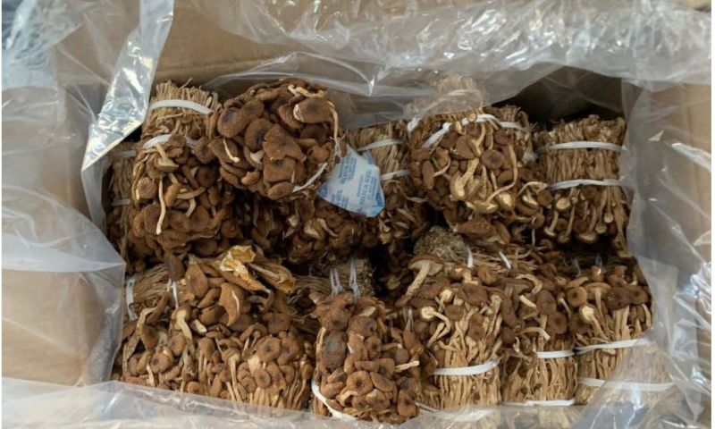 ▲中國大陸出口乾茶樹菇曾被檢出農藥殘留含量不符規定。（圖／翻攝自食藥署網站）