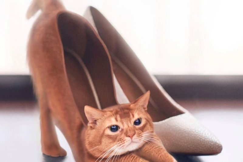 後製貓咪高跟鞋照一戰成名！大馬藝術家瘋玩創作
