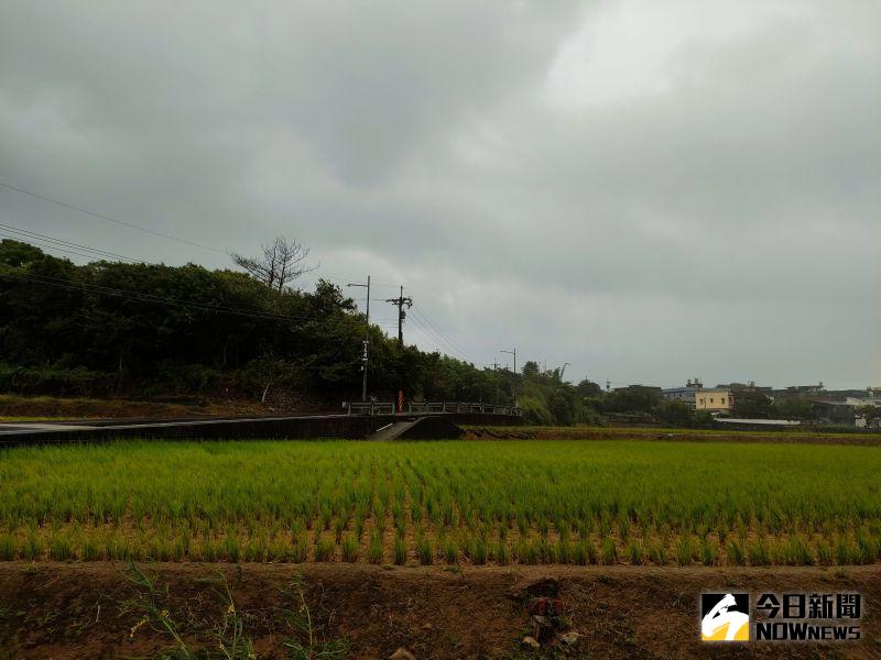 尼莎颱風農損達2825萬元！二期水稻被害面積持續擴大
