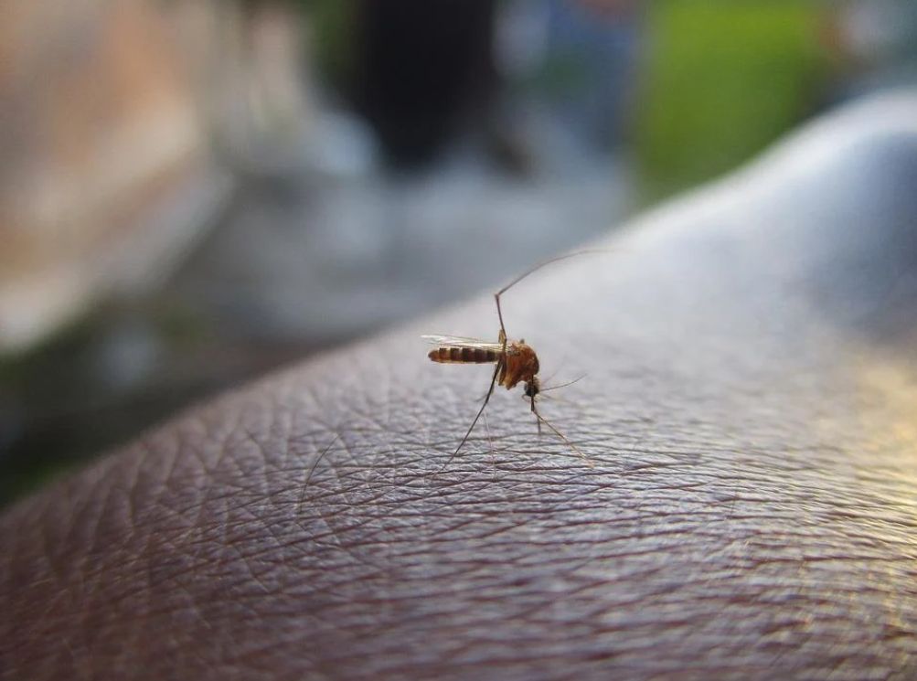 ▲疾管署公告，高雄市今（17）日新增2例本土登革熱確診個案。（示意圖／取自Pixabay）