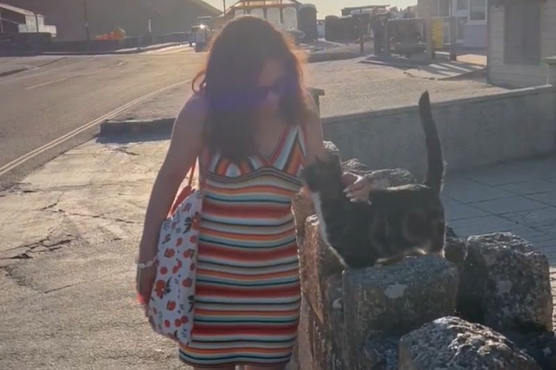 ▲街頭摸貓要負責，浪浪主動爬上女子肩膀：「你帶我回家吧！」（圖／Youtube：ViralSnare Rights Management） 