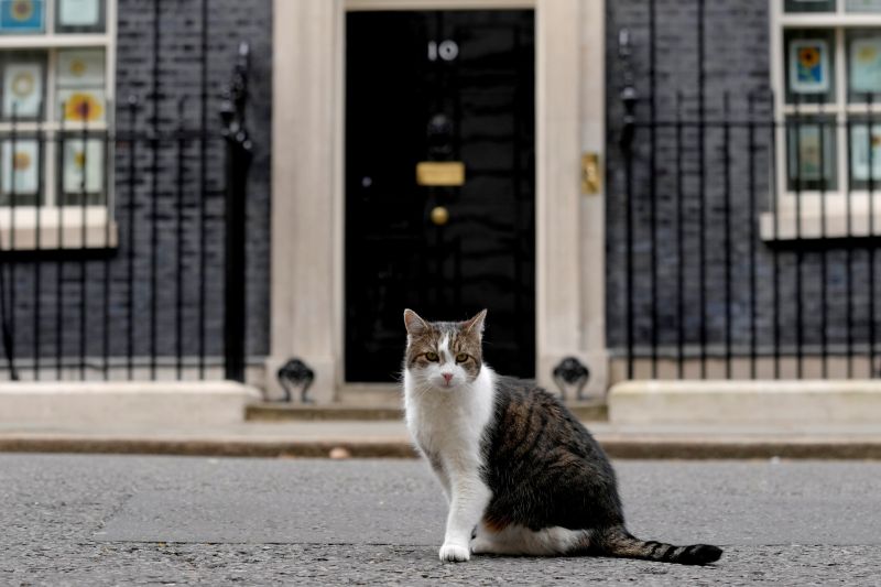 ▲「英國第一貓」賴瑞迎來牠在唐寧街10號服務期間的第4任「鏟屎官」，即新首相特拉斯。（圖／美聯社／達志影像）