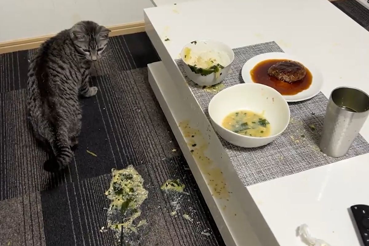 ▲貓把熱湯灑在奴才全身，愣3秒立刻逃亡：「對不起啦」。（圖／Twitter：totomaru_hanmi）
