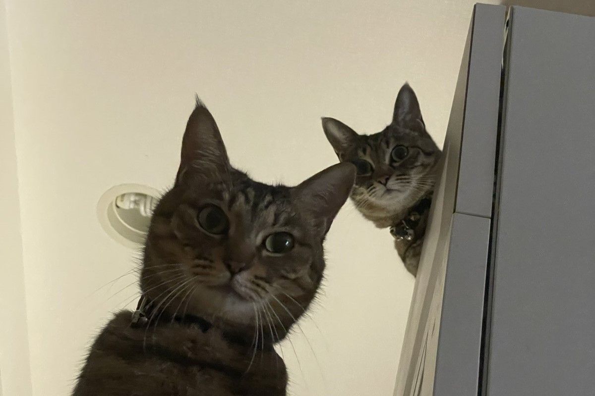 ▲一覺醒來眼前浮出2黑影，牠們面部灰暗直逼近：「要放飯沒？」（圖／Twitter：HundredBurger）