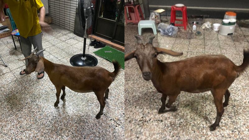 中秋烤肉「活體食材」上門湊熱鬧!苦主傻眼 網全笑瘋了