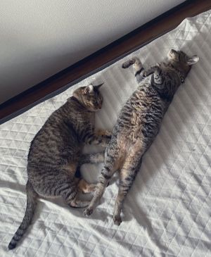 ▲推主家養了兩隻貓咪。（圖／Twitter：HundredBurger）