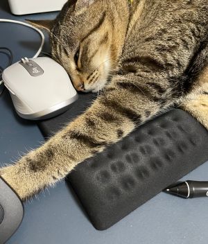 ▲是一隻喜歡躺滑鼠墊的貓。（圖／Twitter：HundredBurger）