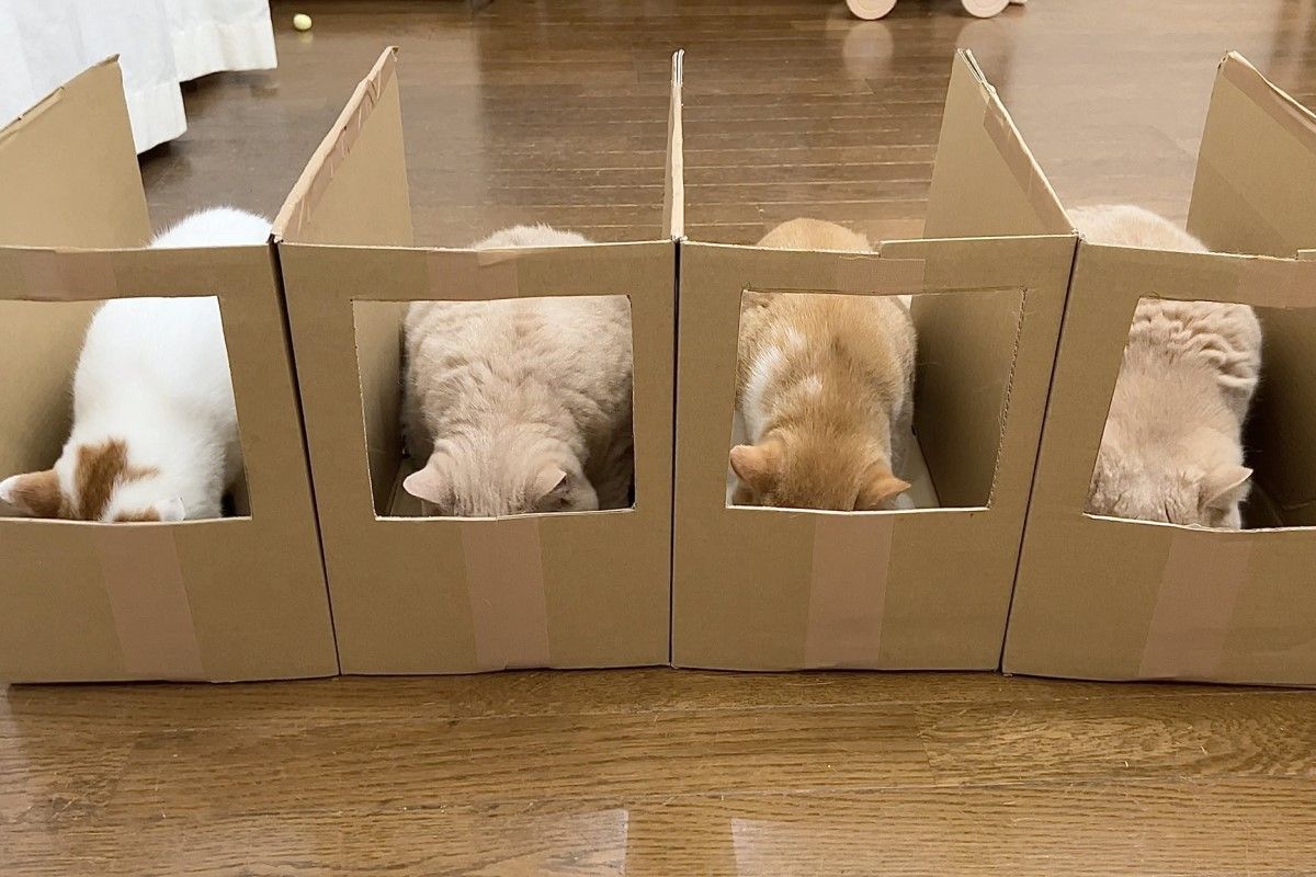 ▲嚴防胖橘入侵，飼主餵食採一蘭吃法，網友見圖笑翻。（圖／Twitter：jirosan77）