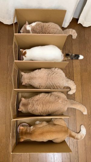 ▲每隻貓都有自己的單獨隔間，跟人類吃在一蘭店內吃拉麵一樣。（圖／Twitter：jirosan77）