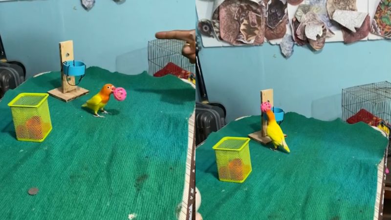 ▲在泰國就有一隻聰明小鸚鵡竟學會「灌籃神技」，超萌畫面也曝光了。（AP／美聯社／Viral Press）