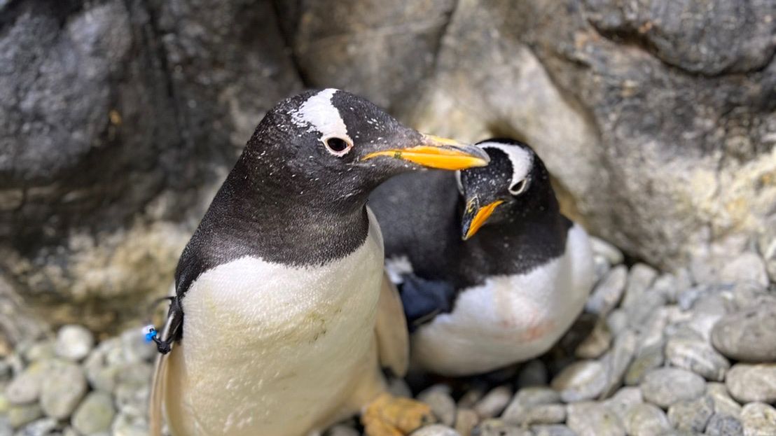 ▲秋節時分，企鵝展示缸便會出現許多企鵝聚集在缸內後方「團圓」。（圖／屏東海生館提供）