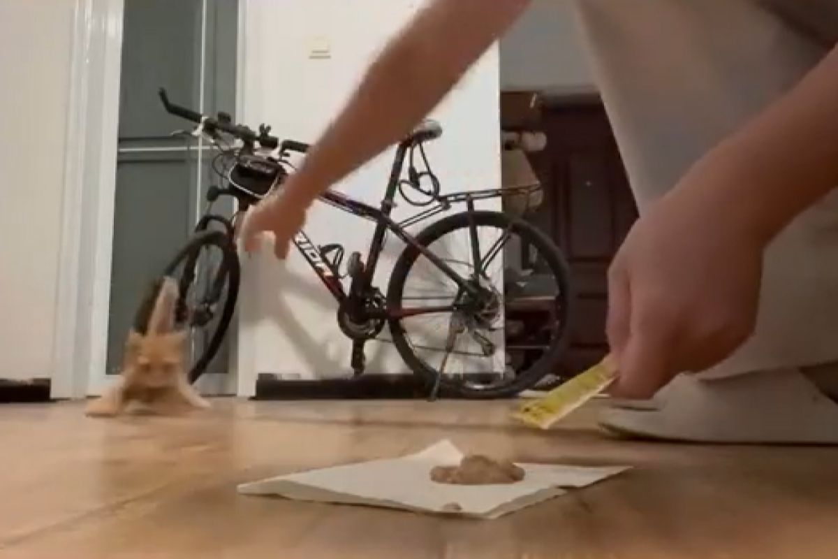 ▲小橘貓深陷肉泥魅力，衝近秒遭滑開送走，往返能玩數十次。（圖／臉書社團《迷迷貓貓與牠們的產地》）