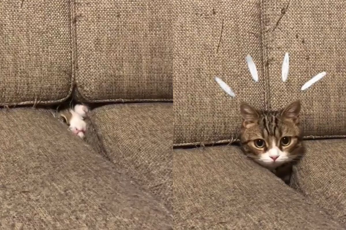 ▲間諜貓藏身沙發縫隙中的暗處，接著冒頭用大眼狂盯：「I see you！」（圖／Instagram：nattsuboy）