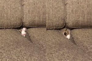 ▲Natsu躲在沙發下玩耍，只露出一隻眼睛。（圖／Instagram：nattsuboy）