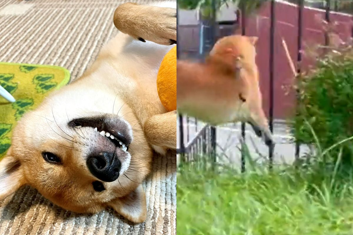 ▲柴犬上秒在公園彈跳表演「飛向宇宙浩瀚無垠」，下秒直撞草叢，原地傻住了。（圖／Twitter：shibayusha）