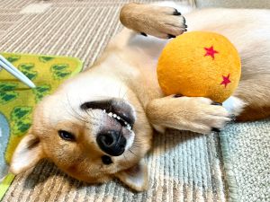 ▲柴犬麥丸相當喜歡咬抱枕。（圖／Twitter：shibayusha）