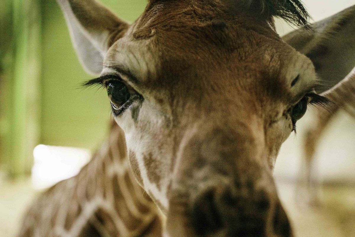 ▲長頸鹿新生寶寶駕到，長腿巨嬰成功戒奶瓶：「我長大啦！」（圖／臺北市立動物園授權提供） 