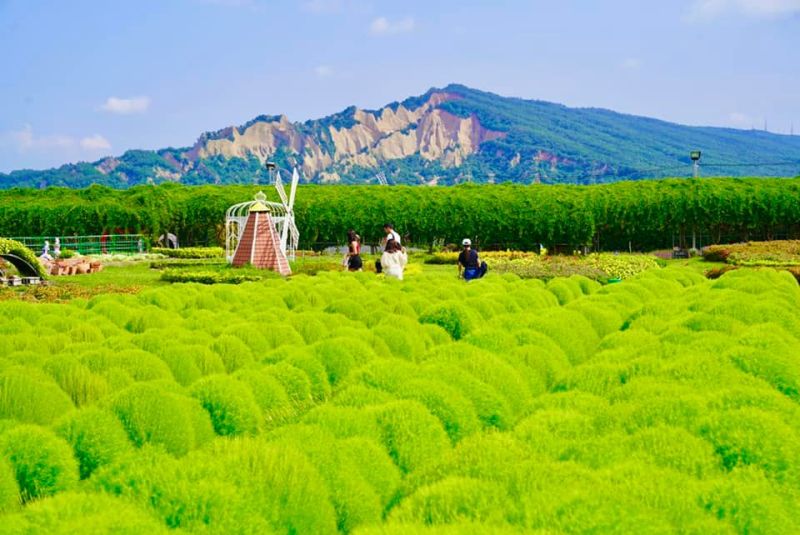 ▲中社觀光花市可邊烤肉邊欣賞花海。(圖/取自「中社觀光花市」粉專)