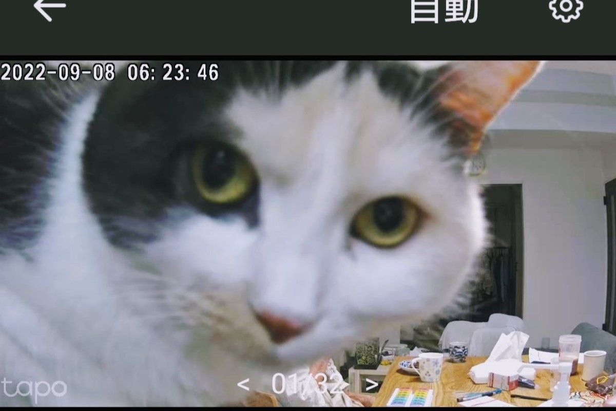 ▲推主在家裝攝影機關心老母親，開鏡頭看到的卻是「圓圓貓臉」，網友笑噴。（圖／Twitter：k1m1h4nYO） 