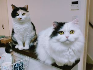 ▲推主家養了兩隻貓咪。（圖／Twitter：k1m1h4nYO） 