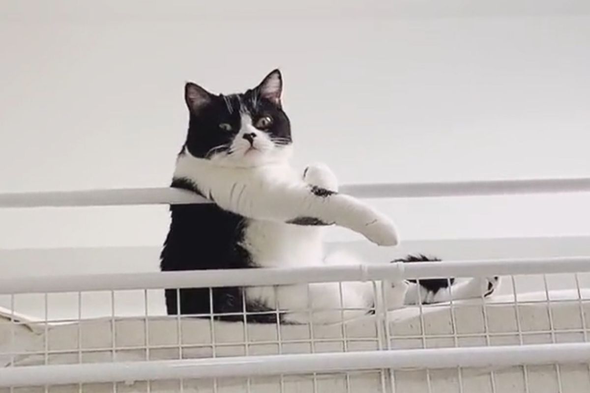 ▲賓士貓手饋床架看風景，網笑：「像不像你爸在抽菸？」（圖／TiKTok：saburou214）