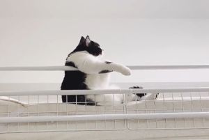 ▲貓咪三郎單手靠在床邊的欄杆。（圖／TiKTok：saburou214）