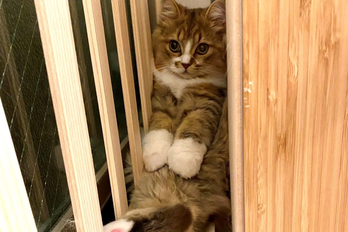 ▲大眼貓併攏手腳坐角落，仙氣顏值被讚爆：「像逃亡公主」。（圖／Twitter：minuminutaro） 