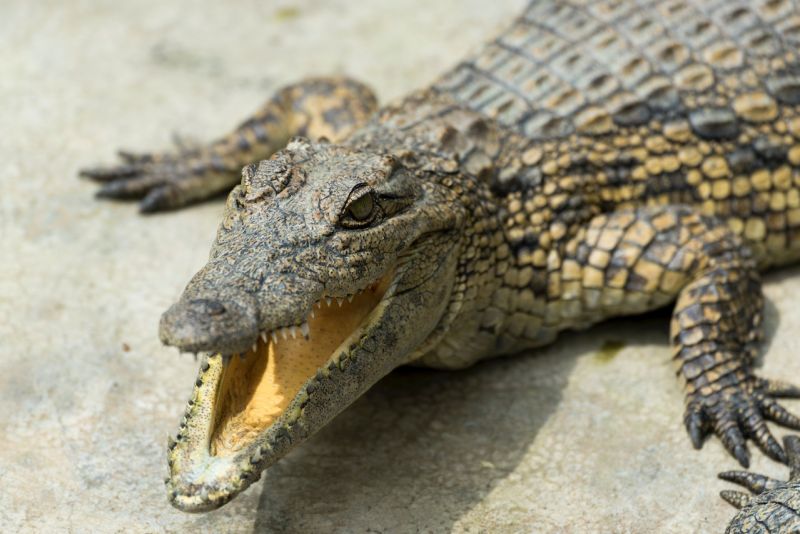▲美國佛羅里達州近日發生4公尺長的短吻鱷，叼著人類女性的下半身趴趴走的驚悚事件，死者證實是一位住在附近營地的41歲女遊民。（示意圖／翻攝Pexels）