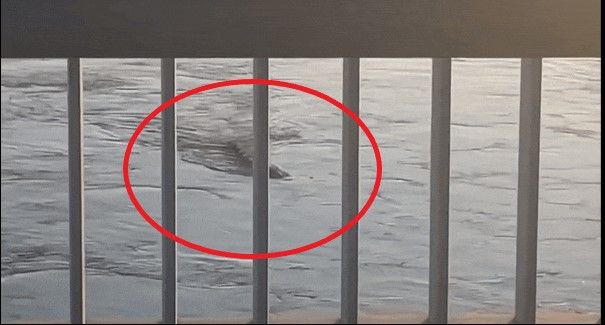 ▲近期有韓國民眾在首爾盤浦大橋上，拍到一條長達10公尺的不明生物，以S型方式在水中游動。（圖／翻攝自微博）