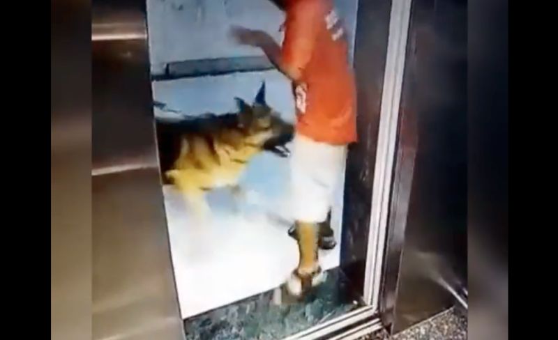 ▲印度一位外送員在大樓電梯門口，遭到狼犬攻擊下體，褲襠都被血染紅了。（圖／翻攝自推特@NCMIndiaa）