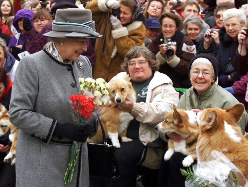 ▲英國最大寵物市場表示，在已故女王伊麗莎白二世（Queen Elizabeth II）的喪禮圓滿落幕後，她生前鍾愛的柯基犬身價翻了一倍，創下歷史新高。（圖／美聯社／達志影像）