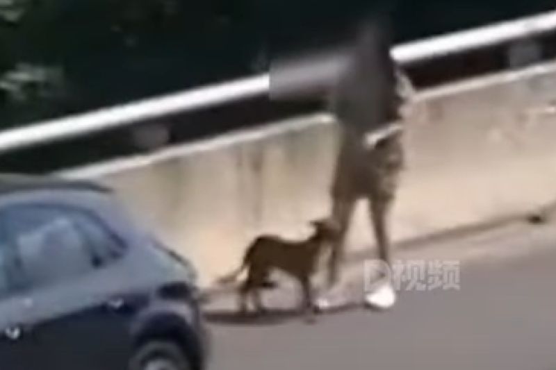 ▲中國高速公路路肩驚見有短裙妹悠哉遛狗，一台黑車緊跟在後，實際原因令眾人超怒。（圖／Youtube：D視頻）
