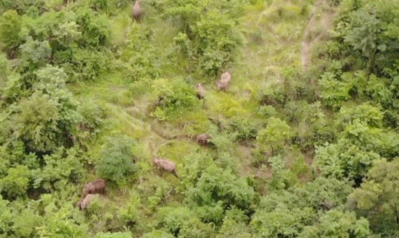 ▲泰國呵叻府塔蘭國家公園發生100多頭野生大象集體出走森林事件。（圖／美聯社／達志影像）