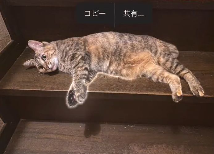 ▲長按照片手機用自動辨識主體，圖片中的貓咪周身開始開光。（圖／Twitter：nzk_indori）