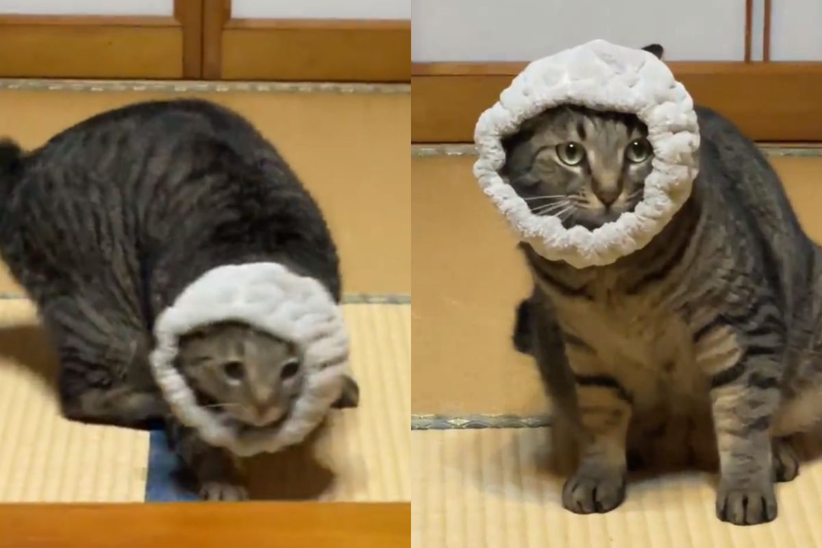 ▲貓咪玩髮帶不小心套住自己，瞬間舞獅上身甩超嗨，最後虛脫：「我是誰？」（圖／Twitter：yonasawa）