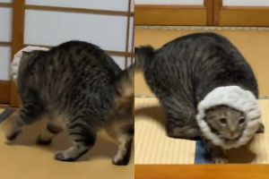 ▲虎斑貓使出各種招數，可髮帶仍是一動不動地套在牠頭上。（圖／Twitter：yonasawa）