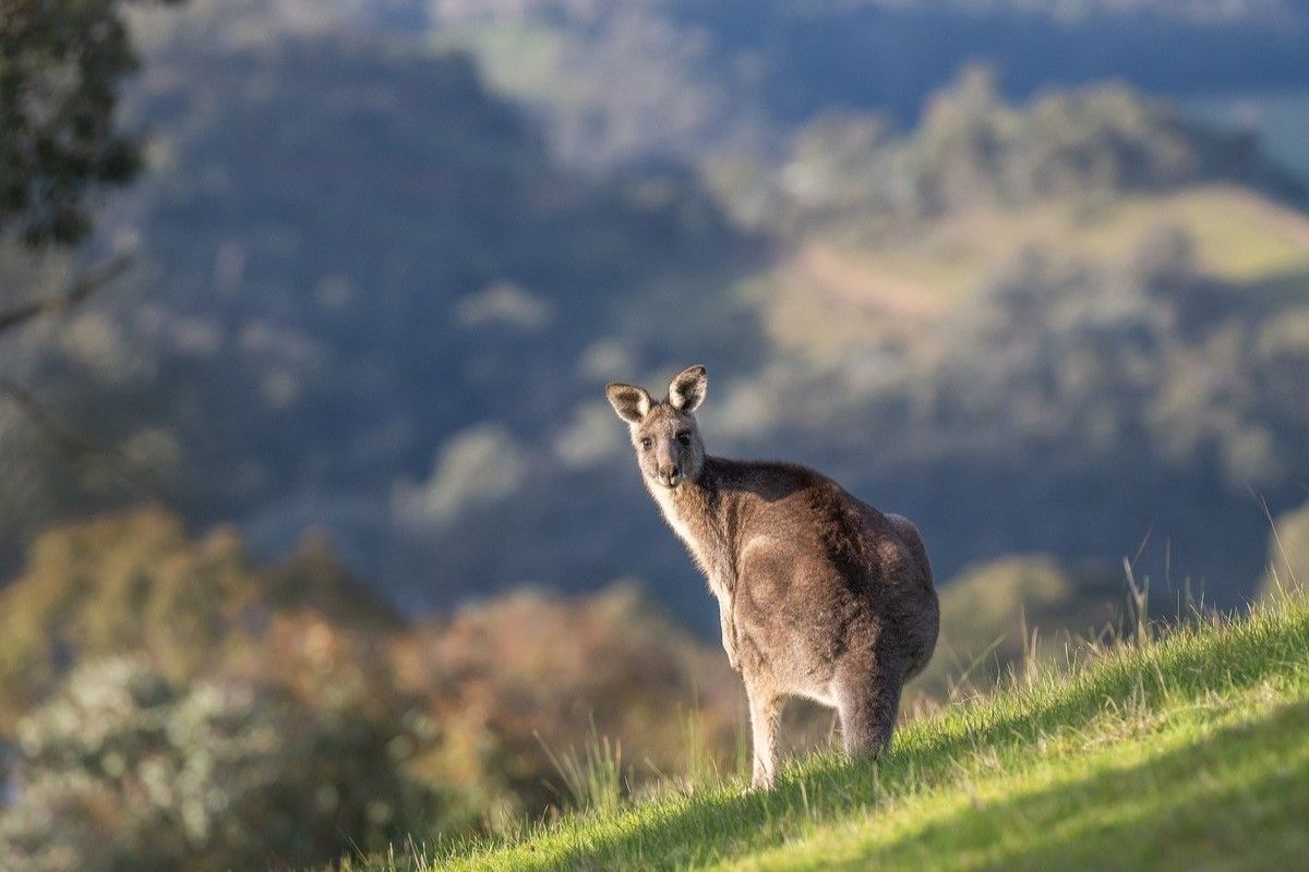 ▲澳洲一獨居男撿袋鼠寶寶當寵物，竟反被活活打死。（示意圖／Pixabay） 