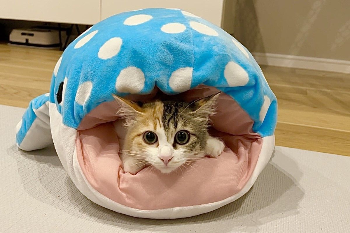 ▲三花貓被鯊魚娃娃暴風吸入，牠探頭耍萌：「蠻舒服的欸！」（圖／Twitter：potechi_nikki）