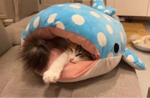 ▲Unagi：鯊魚嘴好舒服～以後就是我的床啦！（圖／Twitter：potechi_nikki）