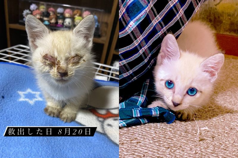 小貓初救回「眼腫臉髒」！1個月後完美蛻變：美的不得了
