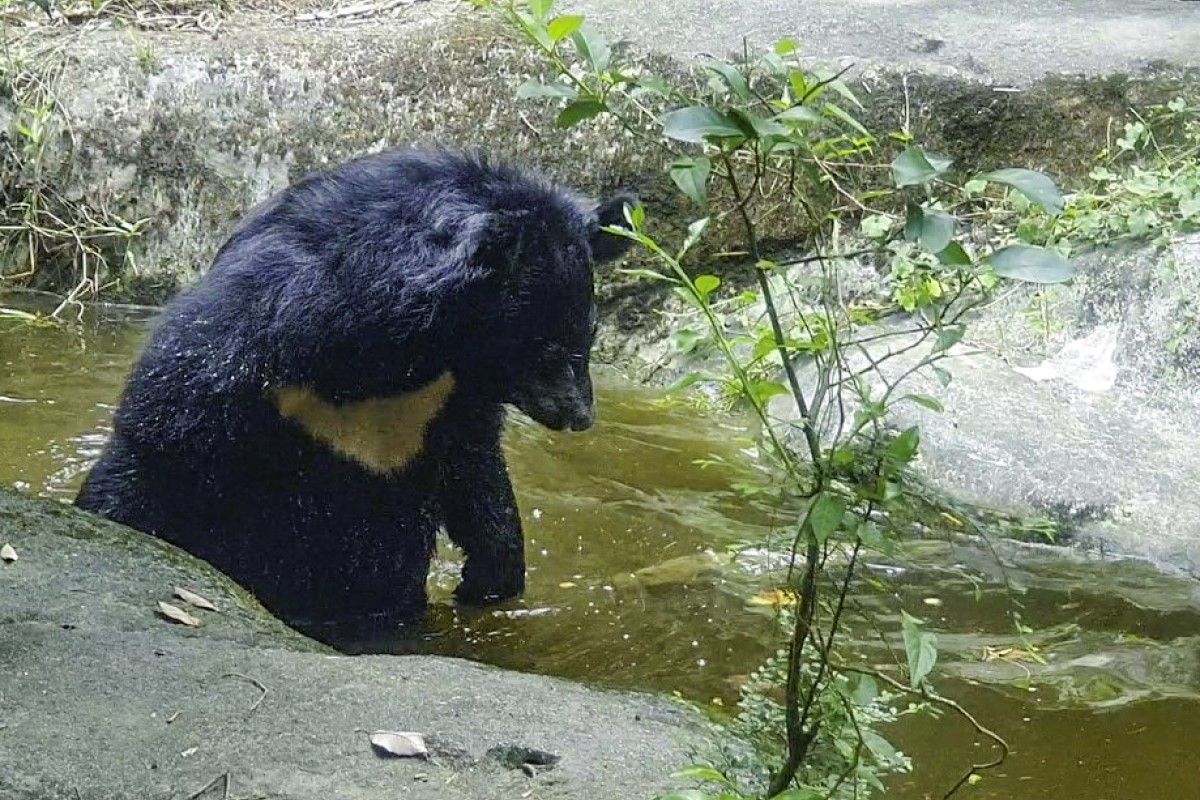▲當黑熊與烏龜相遇，熊熊竟被嚇到退後：「這什麼東西？」（圖／臺北市立動物園授權提供） 